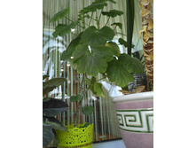 ������. ����������(