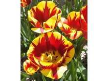 ������� ������� ������� ���-��� ���. ����.jpg