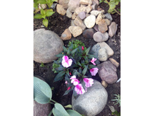 IMG 20170707 175732.jpg