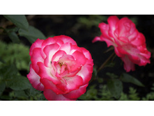 Jubile du Prince de Monaco