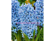 ��-���-�� ��-��� �-��. 85,5 ���. ��. (� �������� 3 �.). ������ �� 25 ��. ������� ������ 4 ��..jpg