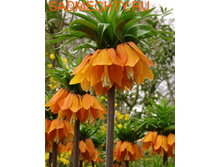 ���-���-����� – ���-��� ��-����-������� ��-���� 109 ���. ��. (� �������� 1 ��.). ������ �� 120 ��. ������� ������ �� 20 ��!!!!!!!!!!!!!�-�-�- ����� ��������.jpg