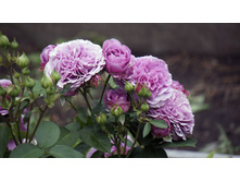 �������� ���