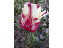 2017-05-22 18.04.22.jpg