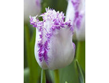 �������� ����������� ��-�� ��-�� 147 ���. ��. (� �������� 7 ��.). ������ �� 50 ��. ������� ������ �� 12 ��.jpg