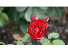 Hope for Humanity (������� ��� ������������)