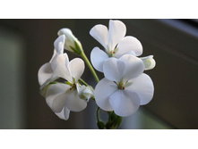 ���������� ���� F1 �����