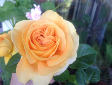 ���� �����-��������� Candlelight