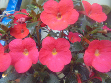 DSC05573.JPG