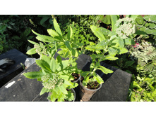 ������ ��������� ..... ������ .