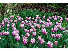 �������� ����������� ���-���� ���. ����2.jpg