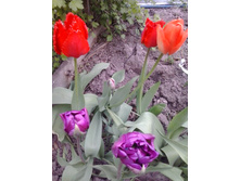 2017-05-16 17.45.00.jpg