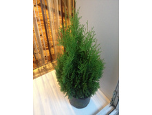 ��� �������� �����