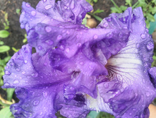 IMG 20170701 173505.jpg