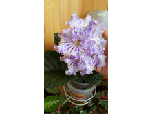 DS-�������