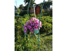 IMG 20170718 175237.jpg