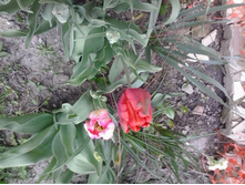 2016-05-01 15.59.08.jpg