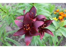 ����� ������.JPG