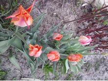 2016-05-01 15.58.52.jpg