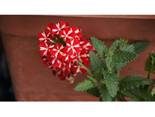 Verbena Estrella Voodoo Star