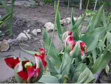 2017-05-25 17.45.31.jpg