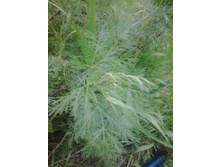 2017-06-25 18.08.20.jpg