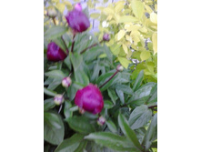 2017-06-19 20.24.49.jpg