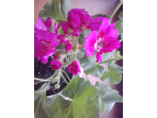 2016-03-26 17.49.50.jpg