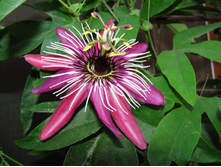 ���������� �������� �������� - 350- 400 ���.