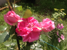 ������� �� ������� ����������� (3 ����)