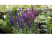 ������ ���������