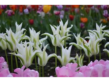 �������� ������������ ��-�� ��-�� ���. ����.jpg