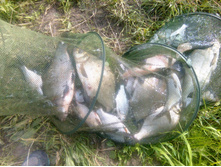 IMG 20170717 130935.jpg