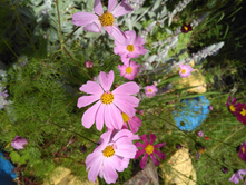 IMG 20170723 102449.jpg