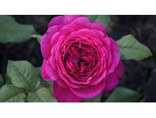 �� Johann Wolfgang von Goethe