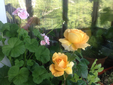 ���� �����-��������� Candlelight