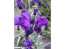 2017-06-12 14.49.08.jpg