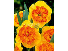 ���-����� ��������� ���-��� 135 ���. ��. (� �������� 3 ��.). ������ �� 35 ��. ������� ������� �� 10 ��.!!!!!!!!!!!!!! �������� .jpg