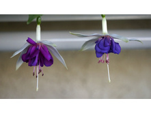 ������ ��������������� Blue Angel