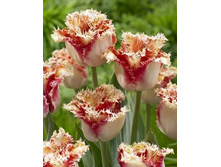 �������� ����������� ���-���� ���. ����.jpg