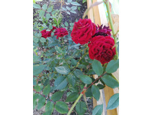 IMG 20170718 173907.jpg