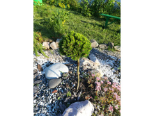 IMG 20170718 172635.jpg