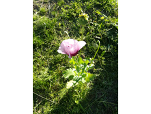 IMG 20170718 173529.jpg