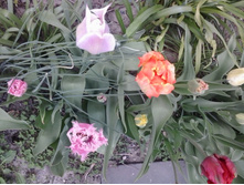 2016-05-01 15.58.21.jpg