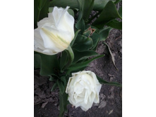 2017-05-16 17.44.41.jpg