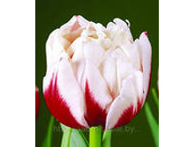 �������� �������� ������� ����-���� 125,3 ���. ��. (� �������� 7 ��.). ������ �� 45 ��. ������� ������ �� 10 ��..jpg