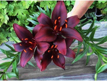 ����� ��-���� ���. ����2.jpg