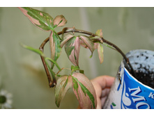 ������� ���������� New Red sport, 100 ���