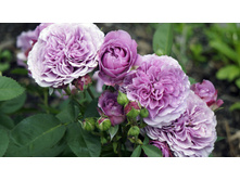 �������� ���