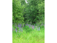 �� ��� �����